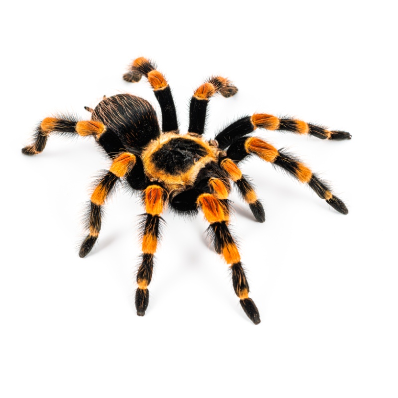 Brachypelma smithi